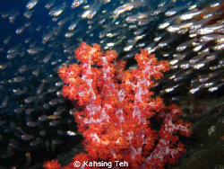 An underwater nursery on the stone with thousand picture ... by Kahsing Teh 